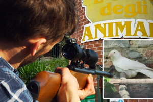 E' morto Igor. La cornacchia albina mascotte dell'Oasi degli Animali è stata uccisa dai cacciatori