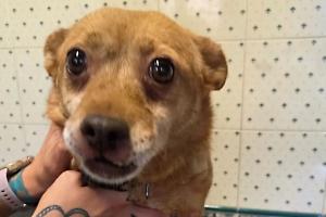 Cinque cani ridotti a scheletri tra catene e rifiuti: quando la crudeltà umana supera ogni limite (FOTO)