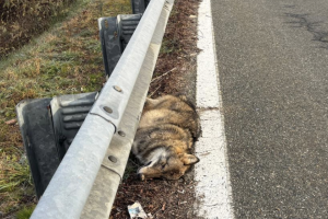 Lupi ormai alle porte di casa: investito un esemplare a Torrazza, scoppia la paura in pianura