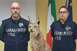 I Carabinieri Cites di Torino sequestrano una lince imbalsamata senza documentazione