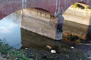 Triste scoperta a Verolengo: un cane trovato morto sotto il ponte del Canale Cavour 