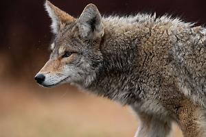 Aggressione a Miazzina, donna ferita: lupo o cane randagio?