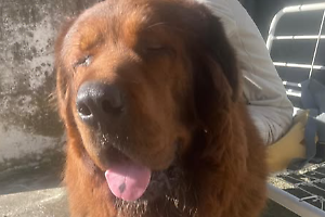 Aron, il mastino tibetano scomparso da giorni e ora segnalato a Chivasso: una fuga lunga chilometri tra appelli, avvistamenti e ricerche disperate