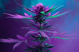 Dalla richiesta di marijuana alle minacce di morte, una trattativa finita in estorsione e tremila euro spariti