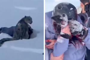 Si avvicina al leopardo delle nevi per una foto e viene sfigurata (VIDEO)