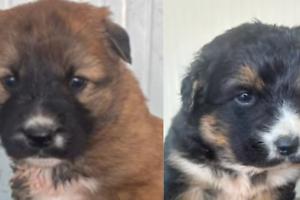 Cuccioli gettati nei boschi come rifiuti: in Canavese l’incubo degli abbandoni ricomincia