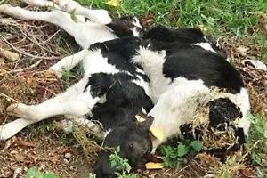 Vitelli morti scaricati nel bosco: l’orrore che qualcuno fa pagare a Rivarossa