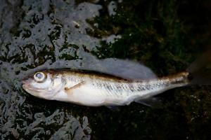 Pesci morti nel rio Valsoglia: scatta l’allarme alla Mandria, indaga Arpa