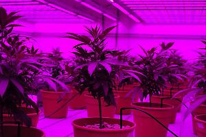 Serra della droga in casa: 46enne arrestato con quasi un chilo di marijuana