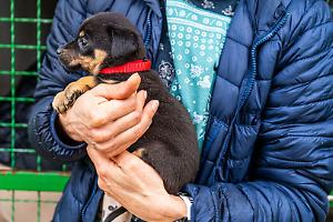 Cinquanta cani in un allevamento abusivo: scatta il sequestro a Favria