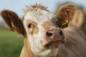 Maxi frode nel commercio di bovini: giro illecito da oltre 20 milioni, scatta l’operazione “Golden Beef”