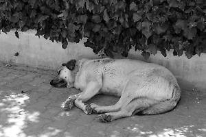 Cani uccisi dal veleno a Castellamonte: conferma dall’autopsia, cresce l’allarme tra i residenti