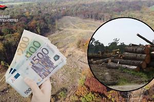 La Mandria, maxi disboscamento mascherato da lavori: legname venduto per 350 mila euro