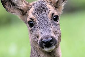 Capriolo cade nel fossato del castello: è in fin di vita