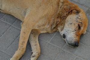 Cane legato ad un trattore e trascinato in strada. Preso in carico dal Canile di Caluso. Si salverà