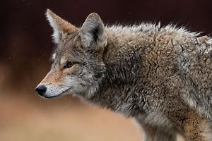 Lupo decapitato e appeso a un cartello: orrore in Toscana, il WWF denuncia un clima d’odio crescente