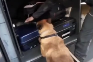 Nove chili di droga nel trolley: corriere arrestata appena scesa dal bus internazionale