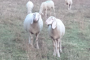 Pecore in paese a Lauriano: disagi, recinzioni rovinate e l’allarme dei residenti