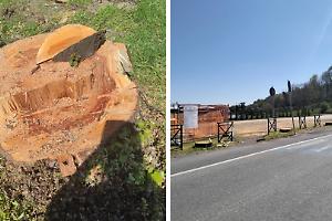 Tagliati i tigli all’ingresso del paese del Canavese: esplode la polemica sui social