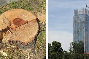 Tigli abbattuti in Canavese, la Regione difende il sindaco: “Polemiche surreali”