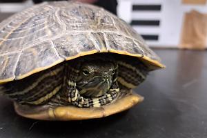 Tartaruga esotica trovata nel parcheggio a Lauriano: ora è affidata ai volontari del C.A.N.C.