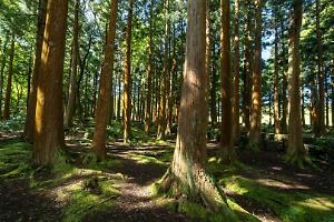 Dalle Valli di Lanzo parte un progetto per rilanciare i boschi: “Hug Foreste”