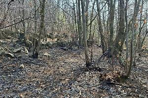 Incendio nel bosco a Cuorgnè: individuato un presunto responsabile, denunciato un pensionato