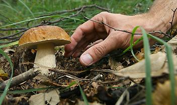 MEUGLIANO. Allarme funghi radioattivi. Chernobyl è ancora tra noi