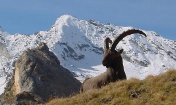 “Il saggio della montagna” al ristorante Alpino