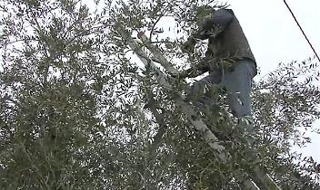 CARIGNANO. Cade mentre taglia albero, anziano morto soffocato da corda