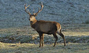 Cervo sorpreso tra nelle Valli di Lanzo: un intervento lo riporta in libert&agrave;