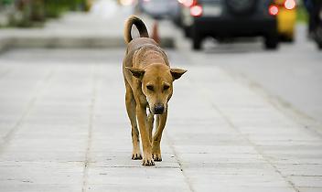 AIRASCA. Cane attacca e ferisce ciclisti