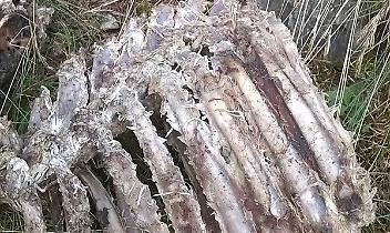 FENESTRELLE. I lupi sbranano una bovina e due vitelli