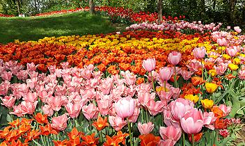 TORINO. Messer Tulipano, il parco di Pralormo si tinge di rosa