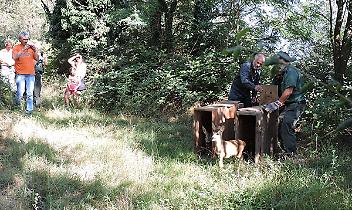 BORGONE SUSA. Liberati in natura il piccolo capriolo e la mamma finiti in una proprietà privata
