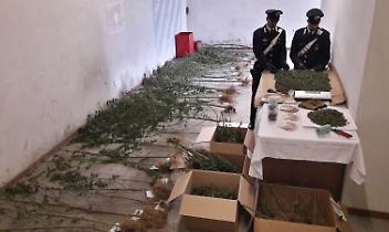 CONDOVE. Droga: piante di marijuana in casa, arrestato pusher