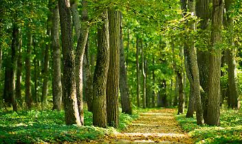 Forestazione urbana, la Regione finanzia tutti i 13 progetti e porta lo stanziamento a oltre 22 milioni