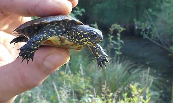 CASELETTE. Nei laghi le rare testuggini palustri Emys Orbicularis, una testimonianza del valore ambientale del sito