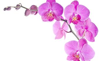 MERCENASCO. In arrivo "Orchiday", la mostra internazionale di orchidee