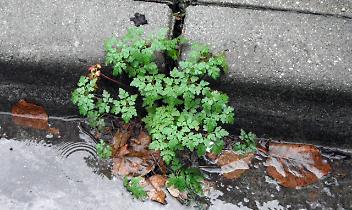 SALERANO CANAVESE. Il comune utilizza il metodo del vapore con  acqua a 140 gradi per debellare le erbacce