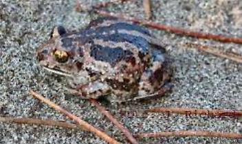 VIALFRE'. L'Atlas festival mette a rischio l'esistenza del Pelobates fuscus insubricus