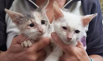 Un pranzo e una cena per i gatti di Ivrea