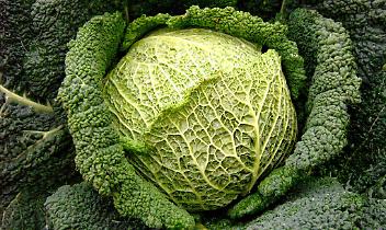 Sagra del Cavolo Verza, Montalto Dora riporta in vita il suo rito d&rsquo;autunno