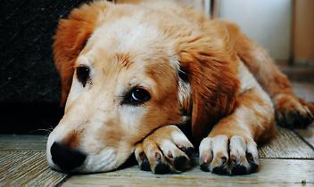 Dona la Spesa per gli amici animali: un aiuto concreto per cani e gatti abbandonati in estate