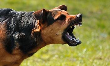 Un cane terrorizza i residenti, il racconto: “Sono stata aggredita già due volte”