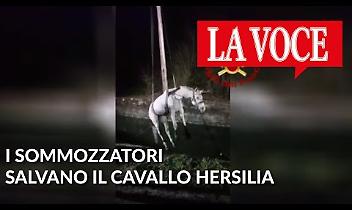 I sommozzatori salvano il cavallo Hersilia (VIDEO)