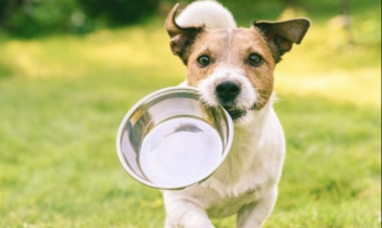 Un fiume di SOLIDARIETA': la gente dona migliaia di euro al RIFUGIO per cani in difficoltà