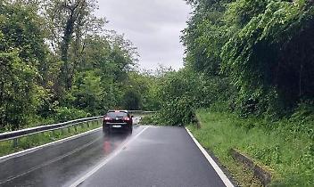 Maltempo: cade una pianta lungo la Provinciale 56, chiusa la strada per Perosa