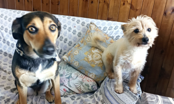 Due degli animali del rifugio