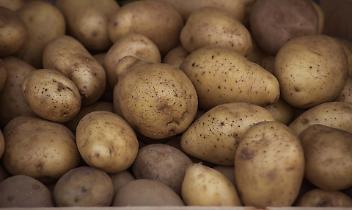 Sagra della patata a Ceretti: Un'esplosione di tradizione, cibo e divertimento